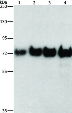 Anti-BSA antibody produced in rabbit affinity isolated antibody