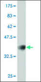 ANTI-GUCY2C antibody produced in mouse clone 3H1, purified immunoglobulin, buffered aqueous solution