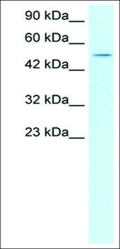 Anti-FOXD3 antibody produced in rabbit affinity isolated antibody