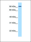 Anti-CDH16 antibody produced in rabbit affinity isolated antibody