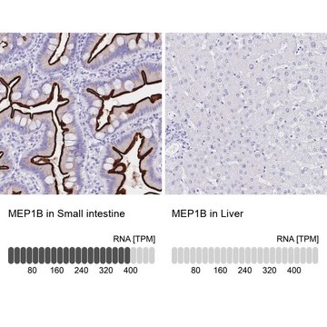 Anti-MEP1B antibody produced in rabbit Prestige Antibodies&#174; Powered by Atlas Antibodies, affinity isolated antibody, buffered aqueous glycerol solution