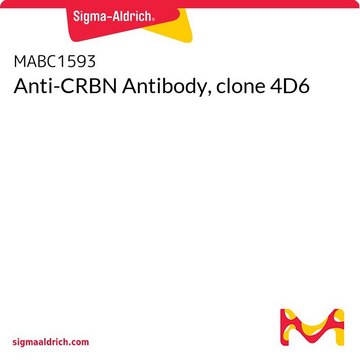 Anti-CRBN Antibody, clone 4D6