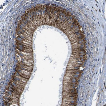 Anti-PTRH2 antibody produced in rabbit Prestige Antibodies&#174; Powered by Atlas Antibodies, affinity isolated antibody, buffered aqueous glycerol solution