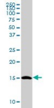 Anti-TCEB2 antibody produced in mouse purified immunoglobulin, buffered aqueous solution