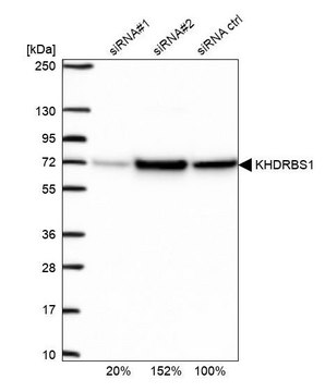 Anti-KHDRBS1 antibody produced in rabbit Prestige Antibodies&#174; Powered by Atlas Antibodies, affinity isolated antibody, buffered aqueous glycerol solution