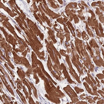 Anti-DNAJA3 antibody produced in rabbit Prestige Antibodies&#174; Powered by Atlas Antibodies, affinity isolated antibody, buffered aqueous glycerol solution