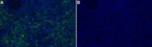 Anti-ERK5 Antibody, clone 2H15 ZooMAb® Rabbit Monoclonal recombinant, expressed in HEK 293 cells