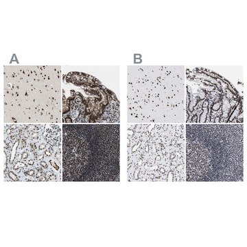 Anti-LUC7L3 antibody produced in rabbit Prestige Antibodies&#174; Powered by Atlas Antibodies, affinity isolated antibody, buffered aqueous glycerol solution, Ab1