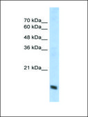Anti-COX4I1 antibody produced in rabbit IgG fraction of antiserum