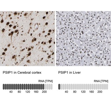 Anti-PSIP1 antibody produced in rabbit Prestige Antibodies&#174; Powered by Atlas Antibodies, affinity isolated antibody, buffered aqueous glycerol solution