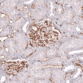Monoclonal Anti-Cd34 Antibody Produced In Mouse Prestige Antibodies® Powered by Atlas Antibodies, clone CL14579, affinity isolated antibody, buffered aqueous glycerol solution