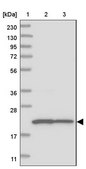 Anti-CLNS1A antibody produced in rabbit Prestige Antibodies® Powered by Atlas Antibodies, affinity isolated antibody, buffered aqueous glycerol solution