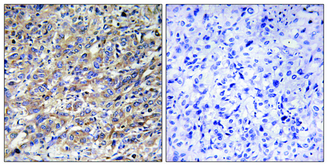 Anti-COX17 antibody produced in rabbit affinity isolated antibody