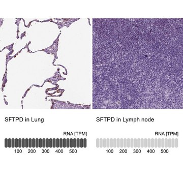 抗SFTPD 兔抗 Prestige Antibodies&#174; Powered by Atlas Antibodies, affinity isolated antibody, buffered aqueous glycerol solution