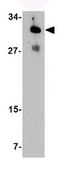 Anti-IRGM Antibody from rabbit, purified by affinity chromatography
