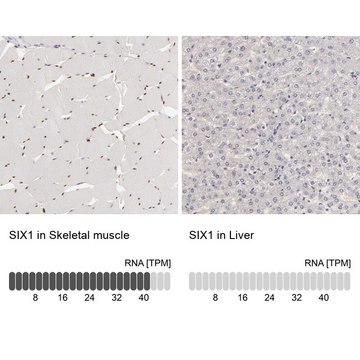 抗-SIX1 兔抗 Prestige Antibodies&#174; Powered by Atlas Antibodies, affinity isolated antibody, buffered aqueous glycerol solution