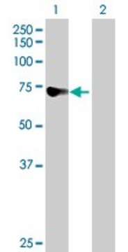 Anti-DDX43 antibody produced in mouse purified immunoglobulin, buffered aqueous solution