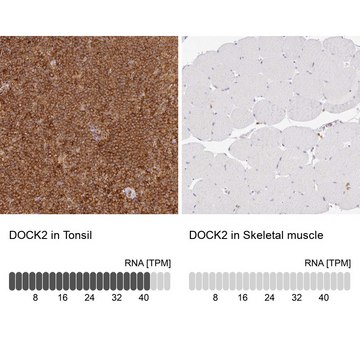 Anti-DOCK2 antibody produced in rabbit Prestige Antibodies&#174; Powered by Atlas Antibodies, affinity isolated antibody, buffered aqueous glycerol solution