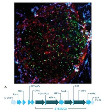 人STEMCCA组成型多顺反子（OKSM）慢病毒重编程试剂盒 The Human STEMCCA Constitutive Polycistronic Lentivirus Kit contains high titer polycistronic lentivirus &amp; Polybrene transfection reagent that have been validated for the generation of human iPS cells from human foreskin fibroblasts.