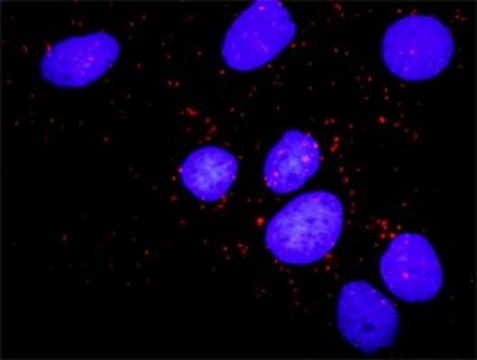 Monoclonal Anti-PKMYT1, (C-terminal) antibody produced in mouse clone 2A3, purified immunoglobulin, buffered aqueous solution