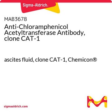 Anti-Chloramphenicol Acetyltransferase Antibody, clone CAT-1 ascites fluid, clone CAT-1, Chemicon®