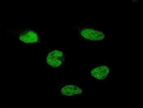 Monoclonal Anti-C11orf30 antibody produced in mouse clone 5D1, purified immunoglobulin, buffered aqueous solution