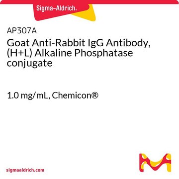 Goat Anti-Rabbit IgG Antibody, (H+L) Alkaline Phosphatase conjugate 1.0&#160;mg/mL, Chemicon&#174;