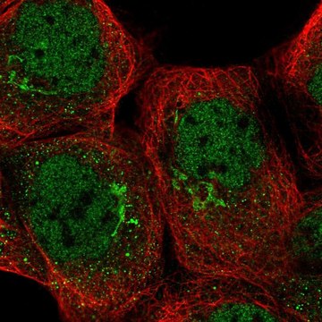 Anti-TRRAP antibody produced in rabbit Prestige Antibodies&#174; Powered by Atlas Antibodies, affinity isolated antibody