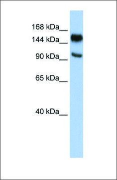 Anti-PARP10 antibody produced in rabbit affinity isolated antibody