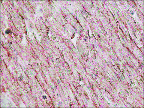 Monoclonal Anti-CDH13 antibody produced in mouse clone CAD-5, purified from hybridoma cell culture