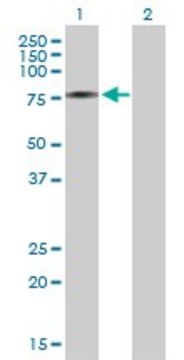 Anti-AK7 antibody produced in mouse purified immunoglobulin, buffered aqueous solution