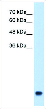 Anti-CXCL3 antibody produced in rabbit IgG fraction of antiserum