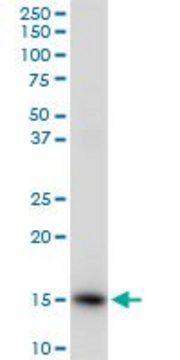 Anti-ISG15 antibody produced in rabbit purified immunoglobulin, buffered aqueous solution