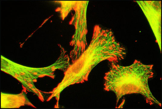 Anti-Tubulin antibody produced in rabbit whole antiserum