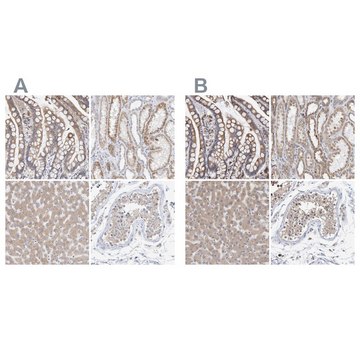 Anti-SGPL1 antibody produced in rabbit Prestige Antibodies&#174; Powered by Atlas Antibodies, affinity isolated antibody, buffered aqueous glycerol solution