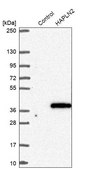 Anti-HAPLN2 antibody produced in rabbit Prestige Antibodies® Powered by Atlas Antibodies, affinity isolated antibody, buffered aqueous glycerol solution