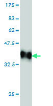 Monoclonal Anti-MAPK10 antibody produced in mouse clone 3B9, purified immunoglobulin, buffered aqueous solution