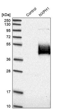 Anti-NXPH1 antibody produced in rabbit Prestige Antibodies&#174; Powered by Atlas Antibodies, affinity isolated antibody, buffered aqueous glycerol solution