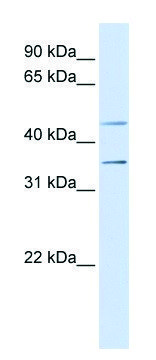 Anti-P2RY1 (N-terminal) antibody produced in rabbit affinity isolated antibody