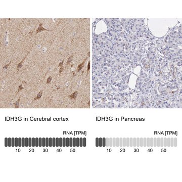 Anti-IDH3G antibody produced in rabbit Ab1, Prestige Antibodies&#174; Powered by Atlas Antibodies, affinity isolated antibody, buffered aqueous glycerol solution