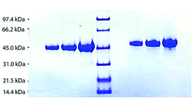 Alpha 2HS Glycoprotein from human plasma &#8805;90% (SDS-PAGE)