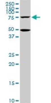 Monoclonal Anti-HSGT1 antibody produced in mouse clone 1E5, purified immunoglobulin, buffered aqueous solution