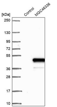 Anti-ZNF843 antibody produced in rabbit Prestige Antibodies&#174; Powered by Atlas Antibodies, affinity isolated antibody, buffered aqueous glycerol solution