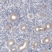 Anti-MRPL37 antibody produced in rabbit Prestige Antibodies® Powered by Atlas Antibodies, affinity isolated antibody, buffered aqueous glycerol solution, Ab1