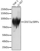 Anti-CD172a/SIRPα Antibody, clone 10Q7E6, Rabbit Monoclonal