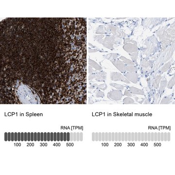 Anti-LCP1 antibody produced in rabbit Prestige Antibodies&#174; Powered by Atlas Antibodies, affinity isolated antibody, buffered aqueous glycerol solution