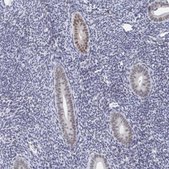 Anti-PLK3 antibody produced in rabbit Prestige Antibodies® Powered by Atlas Antibodies, affinity isolated antibody, buffered aqueous glycerol solution