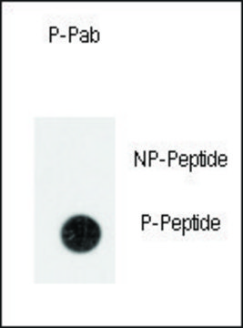 Anti-Phospho-ANTXR1-pY382 antibody produced in rabbit affinity isolated antibody, buffered aqueous solution