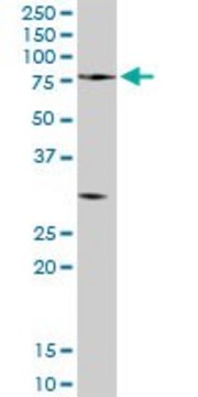 Anti-PCSK2 antibody produced in rabbit IgG fraction of antiserum, buffered aqueous solution