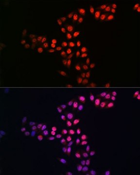 Anti- SIRT1 antibody produced in rabbit